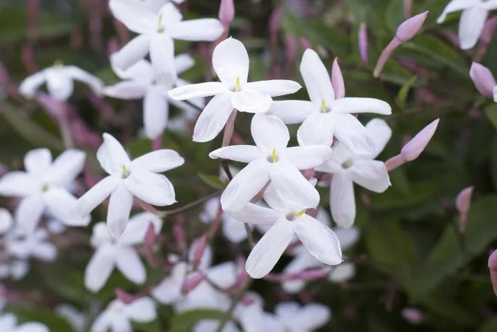 JASMINE