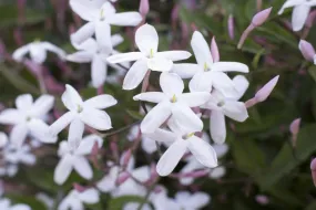 JASMINE